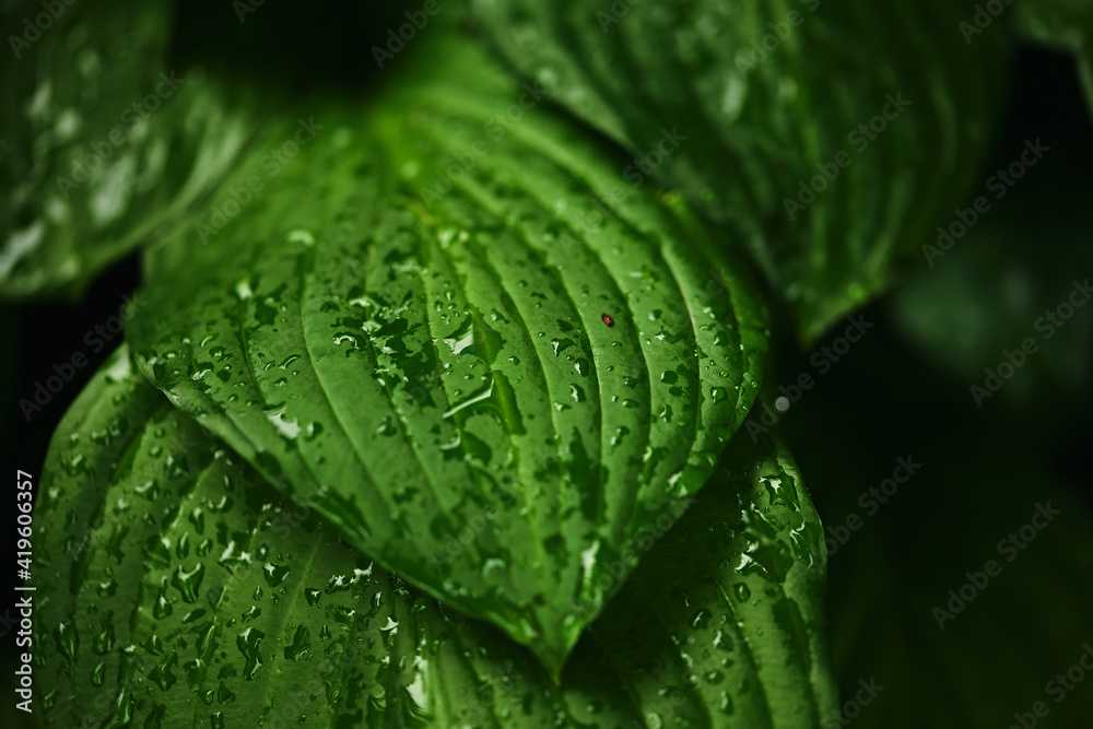 Obraz premium beautiful large hosta leaf in water drops after rain. spring natural background