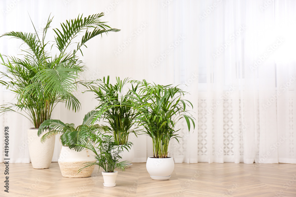 Different beautiful indoor plants on floor in room. House decoration
