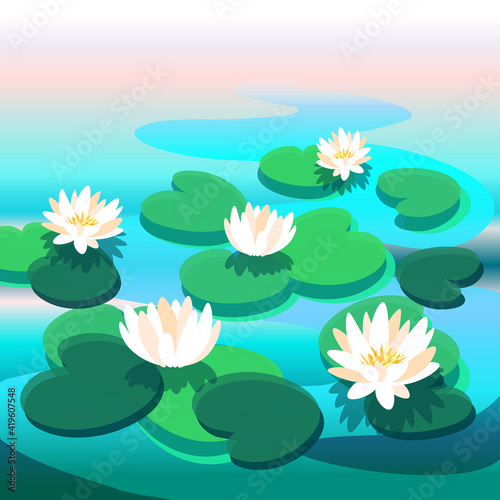 White and pink water lilies. Beautiful lotus flowers in nature. Blooming spring botany of the lake or pond.