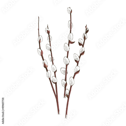 Hand drawn willow branch, symbol of Happy Easter