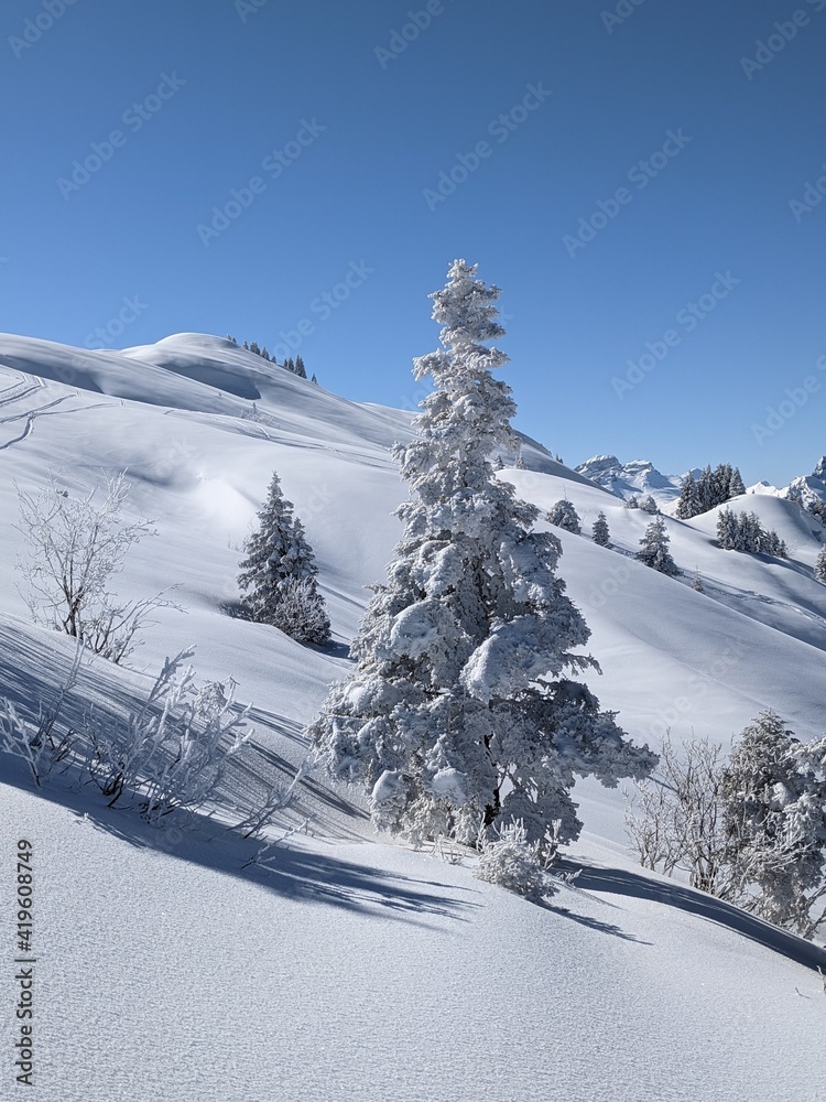  freshly snow-covered trees in a beautiful winter landscape with mountains in the background. Picture in Glarus Switzerland. Wallpaper. Big tree with a lot of snow