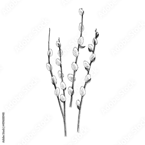 Hand drawn willow branch, symbol of Happy Easter