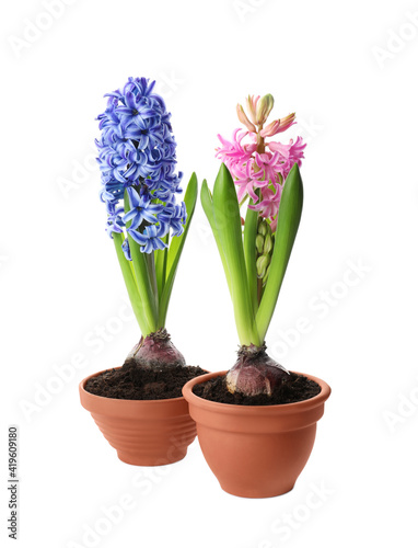 Beautiful potted hyacinth flowers on white background