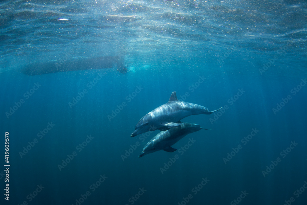 Bottlenose dolphins swimming in the Indian ocean. Dolphins in the herd. Snorkeling with marine mammals.