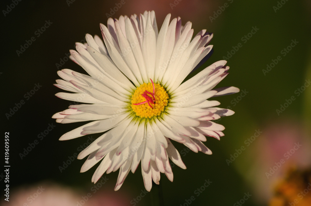 Close up of chamomile flower on dark background. Close up of chamomile flower on dark background.