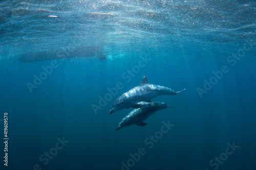 Bottlenose dolphins swimming in the Indian ocean. Dolphins in the herd. Snorkeling with marine mammals. © prochym