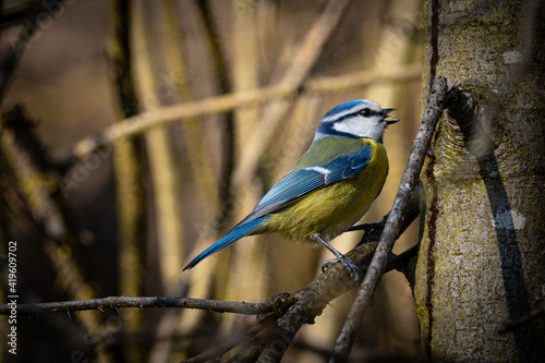 Blue tit on a branch in spring