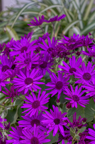Many intense purple daisies in bloom