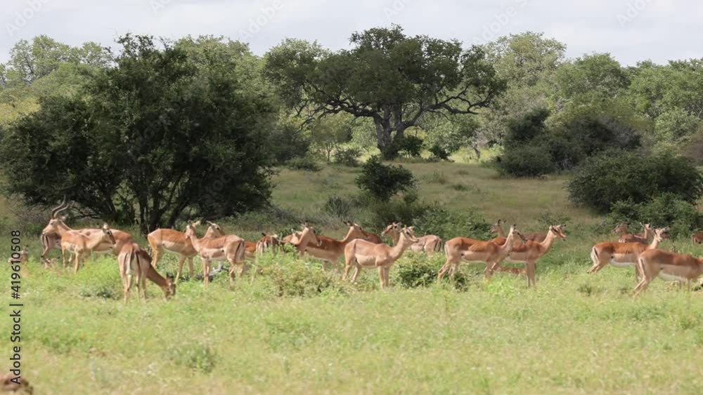 a herd of impala in the wild a herd of impala in the wild