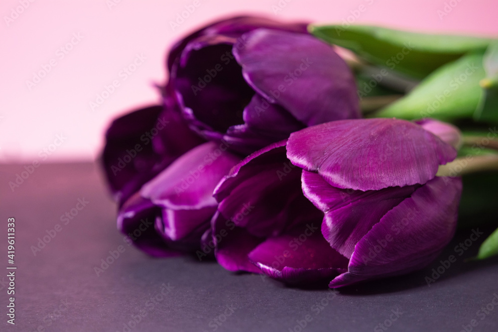 Obraz premium Spring flowers. Bouquet of purple tulips on a black-pink background. A bouquet for any occasion