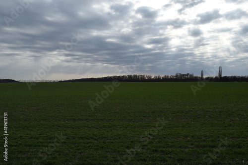 Green winter wheat field under cloudy sky. © Михаил Д