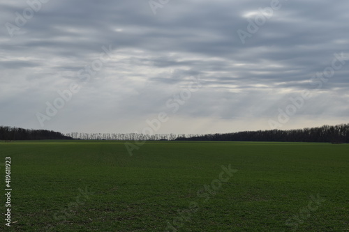 Green winter wheat field under cloudy sky.