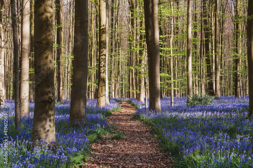 Blooming bluebells hyacinth carpet in Hallerbos forest near Brussels Belgium photo