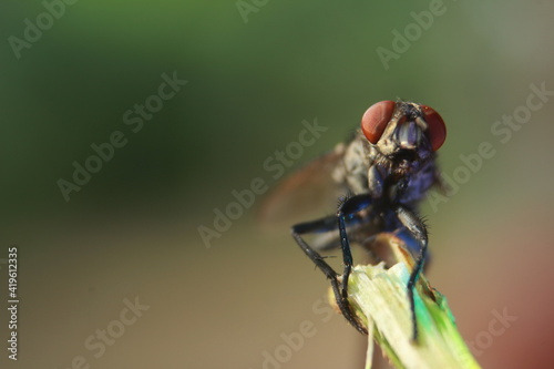 macro of a fly © Sutana