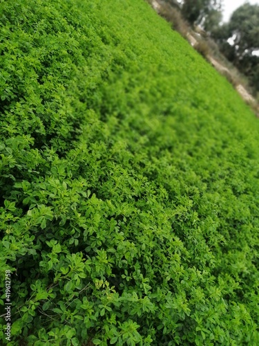 green moss background © Fangou