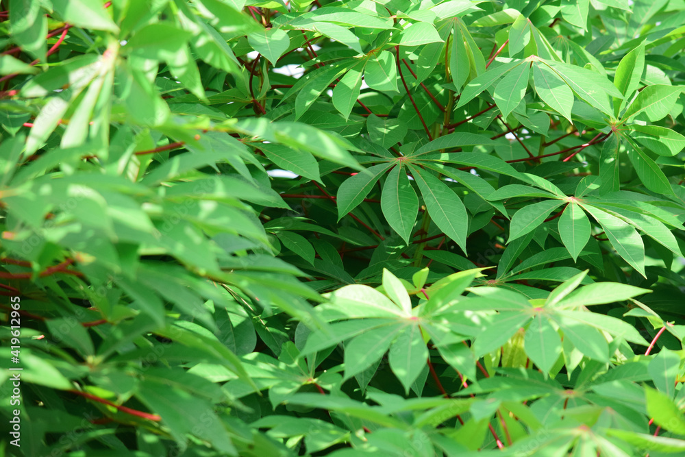 Close up detail of cassava leaves, Fresh cassava leaves in the garden Close up detail of cassava leaves, Fresh cassava leaves in the garden