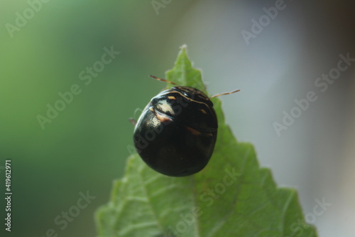 beetle on leaf © Sutana