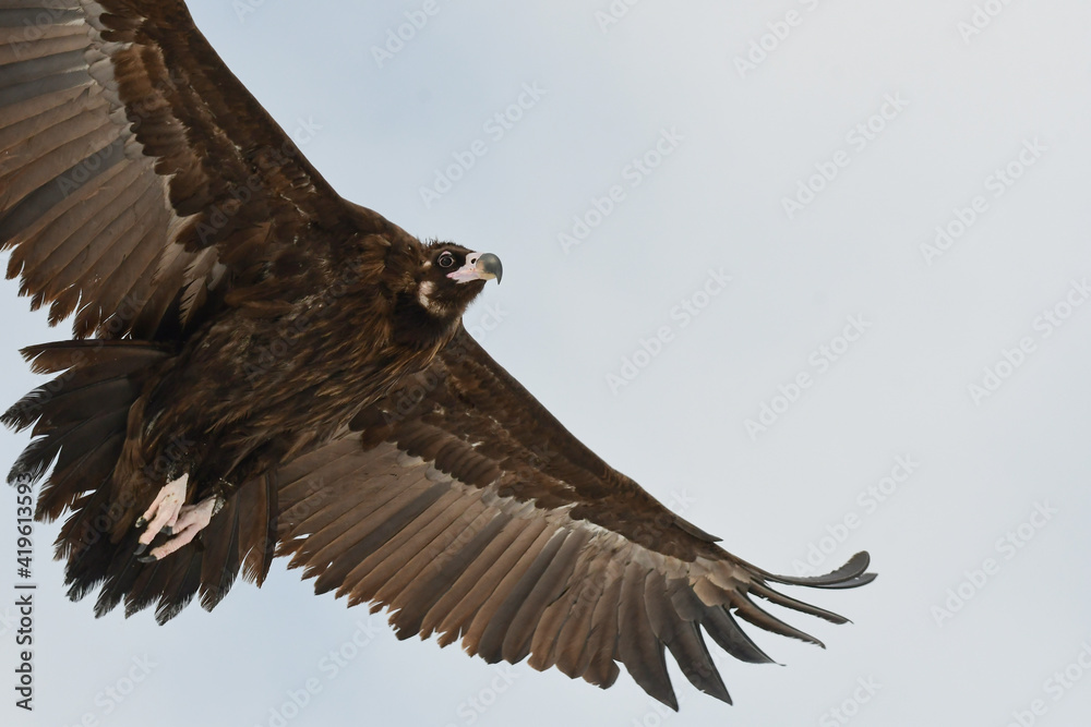 Obraz premium An eagle soaring high above the sky in South Korea.