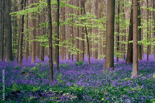 Blooming bluebells hyacinth carpet in Hallerbos forest near Brussels Belgium