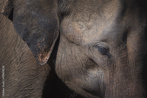 Close-up moody portrait with dramatic light and shadow showing texture and detail of a Sri Lankan elephant (Elephas maximus maximus) trunk in the jungle of Udawalawe National Park, Sri Lanka.