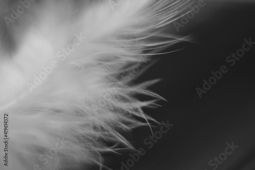 Macro of a light white feather on the dark grey background.