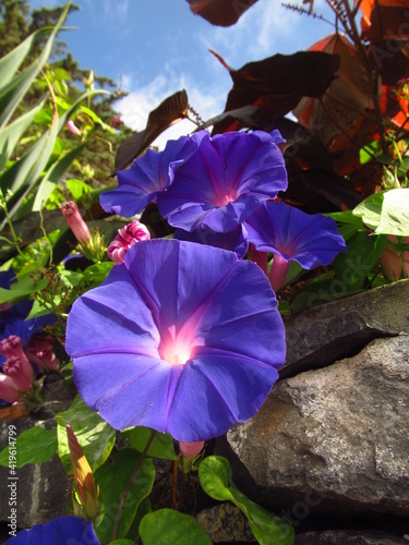 Piękny fioletowy kwiat na tle zieleni i kamienia na Maderze