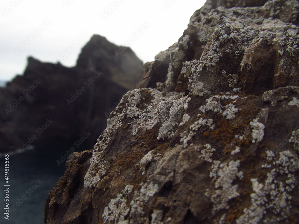 Kamień pokryty mchem na tle skały i oceanu na Maderze