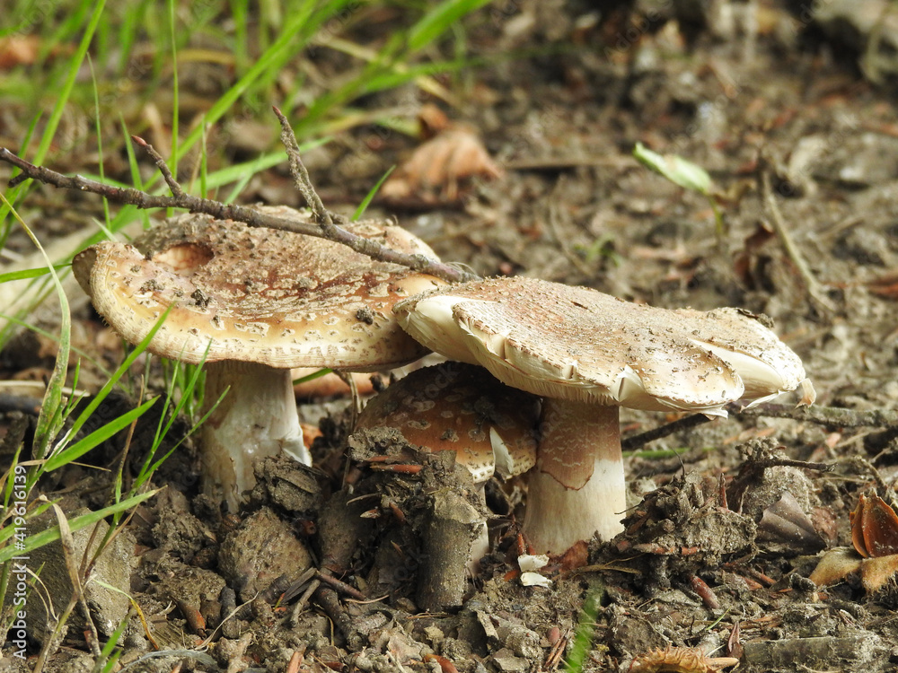 A family of three mushrooms grow in the sand close to each other A family of three mushrooms grow in the sand close to each other