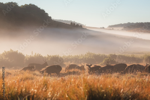 Golden morning misty light behind a herd of Sambar Deer (Rusa unicolor) in the countryside landscape of Horton Plains National Park in the central highlands of Sri Lanka. photo