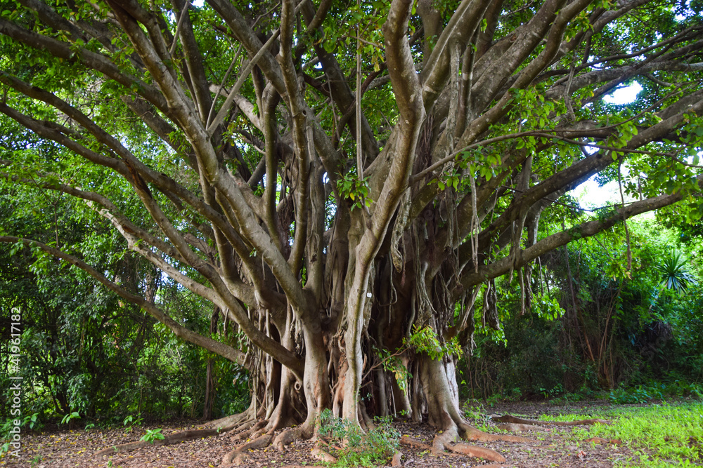 Ficus chirindensis fig tree in Zimbabwe Ficus chirindensis fig tree in Zimbabwe