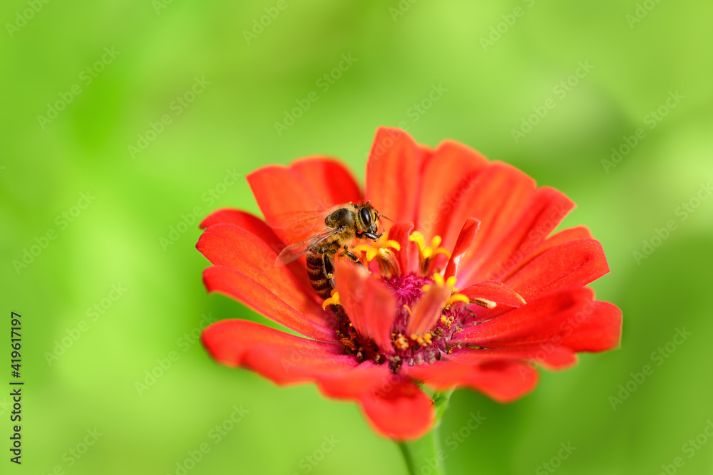 .Bee and flower. Close up of a large striped bee collecting pollen on a red flower on a Sunny day on a green background. A bee collects honey. Summer and spring backgrounds .Bee and flower. Close up of a large striped bee collecting pollen on a red flower on a Sunny day on a green background. A bee collects honey. Summer and spring backgrounds