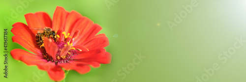 Bee and flower. Close up of a large striped bee collecting pollen on a red flower on a Sunny day on a green background. A bee collects honey. Spring background, space for text on the right. Banner