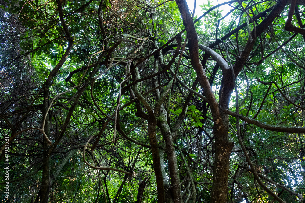 Fototapeta premium trees in the forest