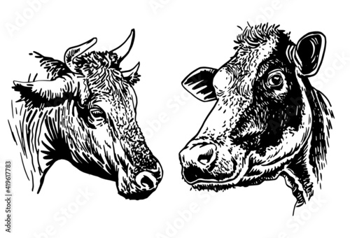 Vector set of cows and bulls isolated on white background, domestic animals,graphical elements