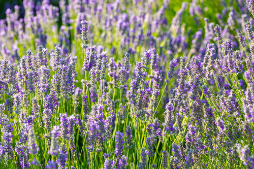 Lavender plant bursting with colorful open flowers on a sunny spring day