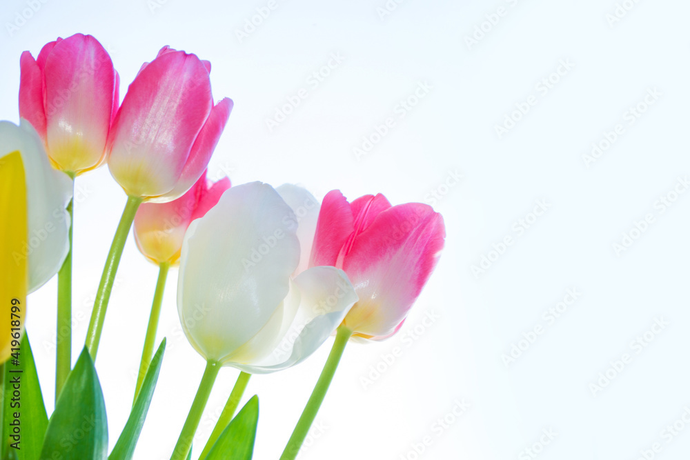 Natural background. spring colorful flowers tulips