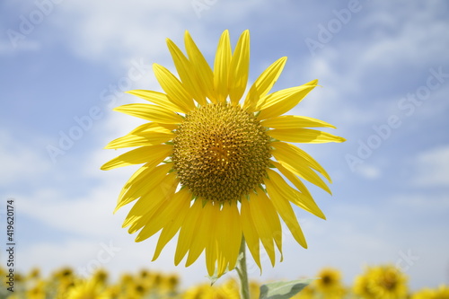 Girasol