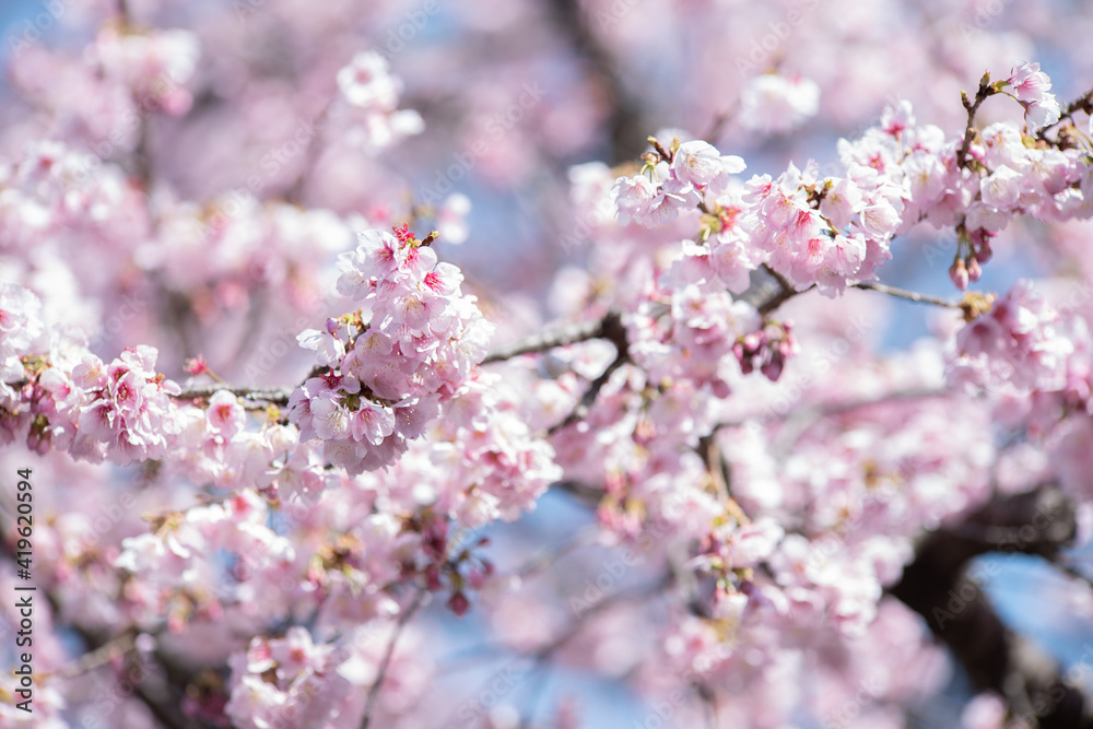 満開の安行桜