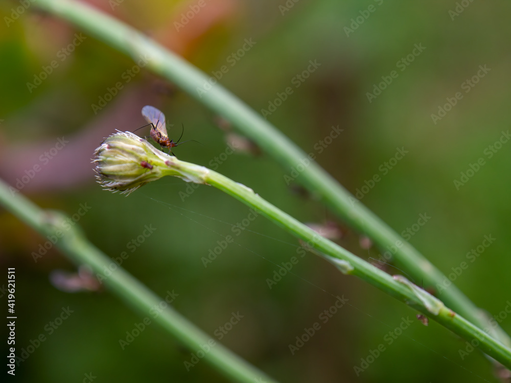 Macro photograpy of an aphid in the tip of a dandelion bud, captured at a garden near the colonial town of Villa de Leyva, Colombia. Macro photograpy of an aphid in the tip of a dandelion bud, captured at a garden near the colonial town of Villa de Leyva, Colombia.