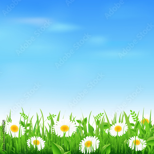 Landscape With Grass And Camomiles, Vector Illustration