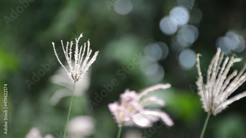 Swollen finger grass in nature garden