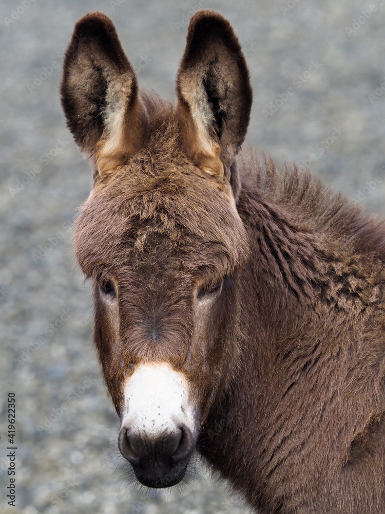 Fototapeta premium Cute Baby Donkey
