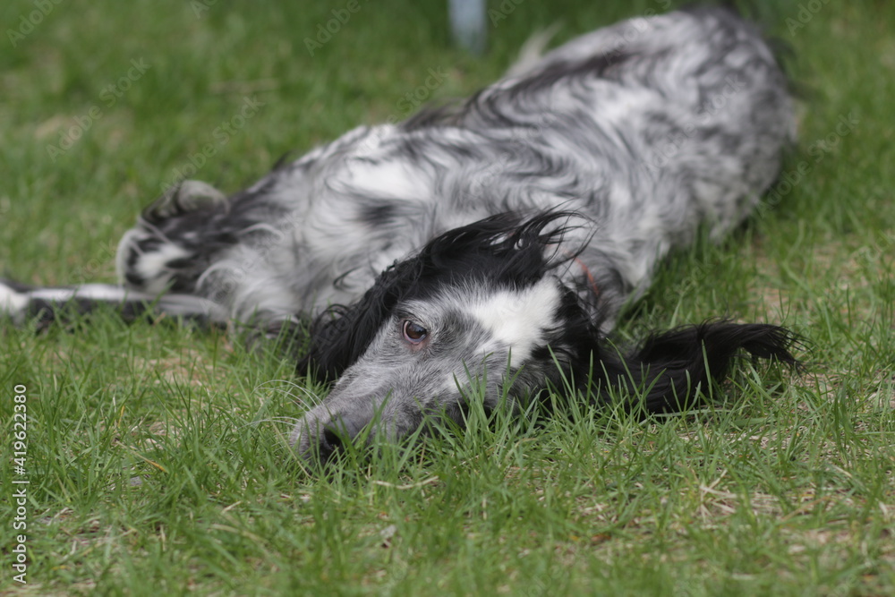 Fototapeta premium Favorite English setter named Ra