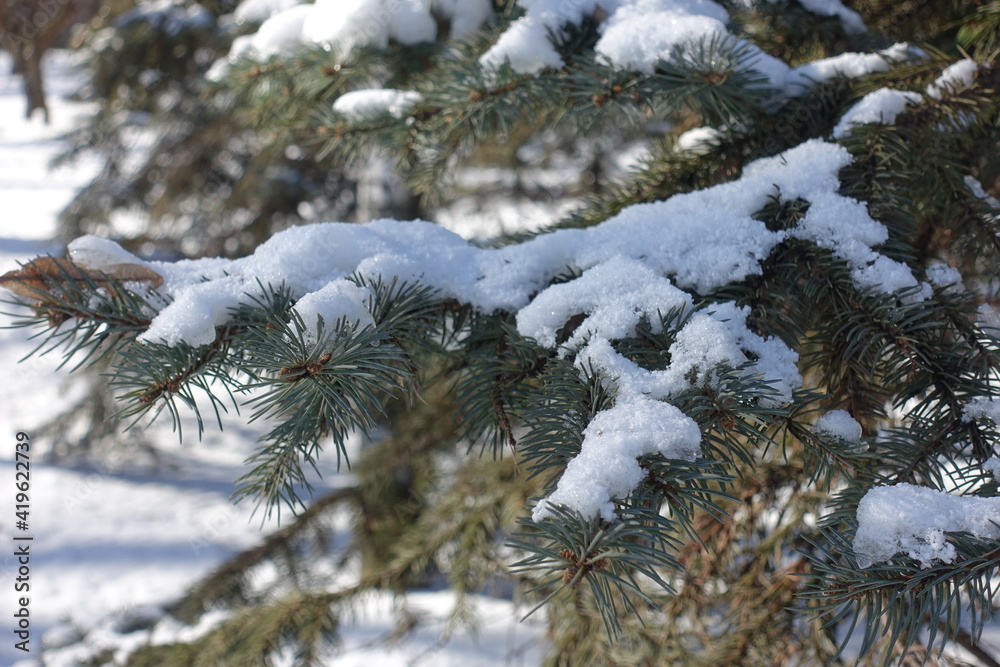 Some snow on branches of blue spruce in February