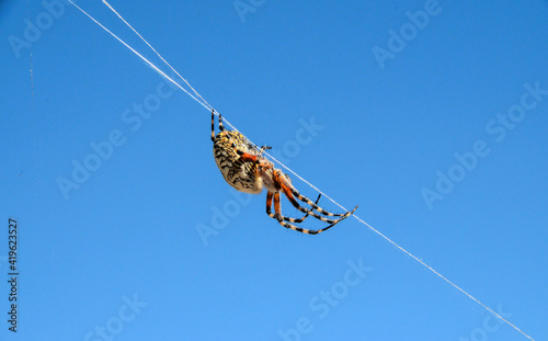 Spider and Web photo