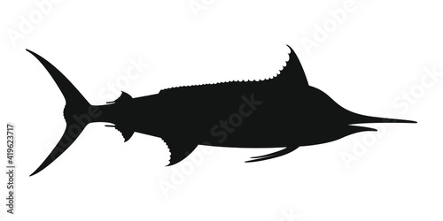 Marlin sea fish graphic icon. Sign blue marlin isolated on white background. Vector illustration