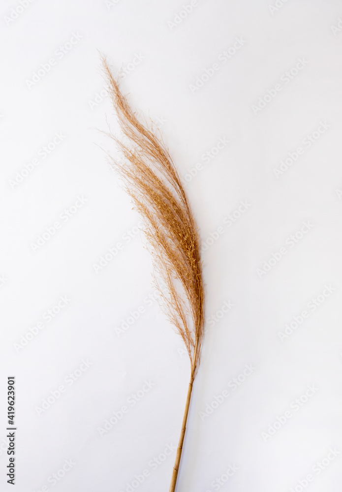 Natural Dried Pampas Grass Wedding Flower Decoration Reed Props Plant Natural Dried Pampas Grass Wedding Flower Decoration Reed Props Plant