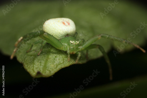 Thomisus onustus_2 photo