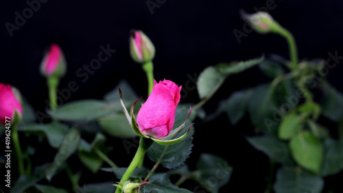 Photos Small pink rosebuds on a black background