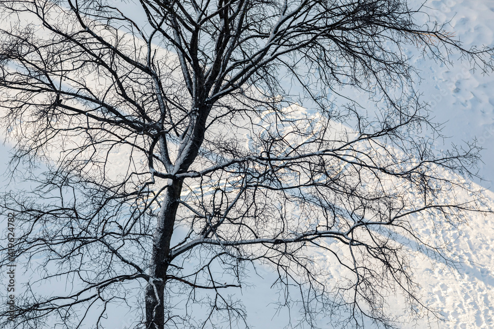 Trees without foliage in the shade against a background of snow with a strip of light. Sunny clear winter day. Trees without foliage in the shade against a background of snow with a strip of light. Sunny clear winter day.